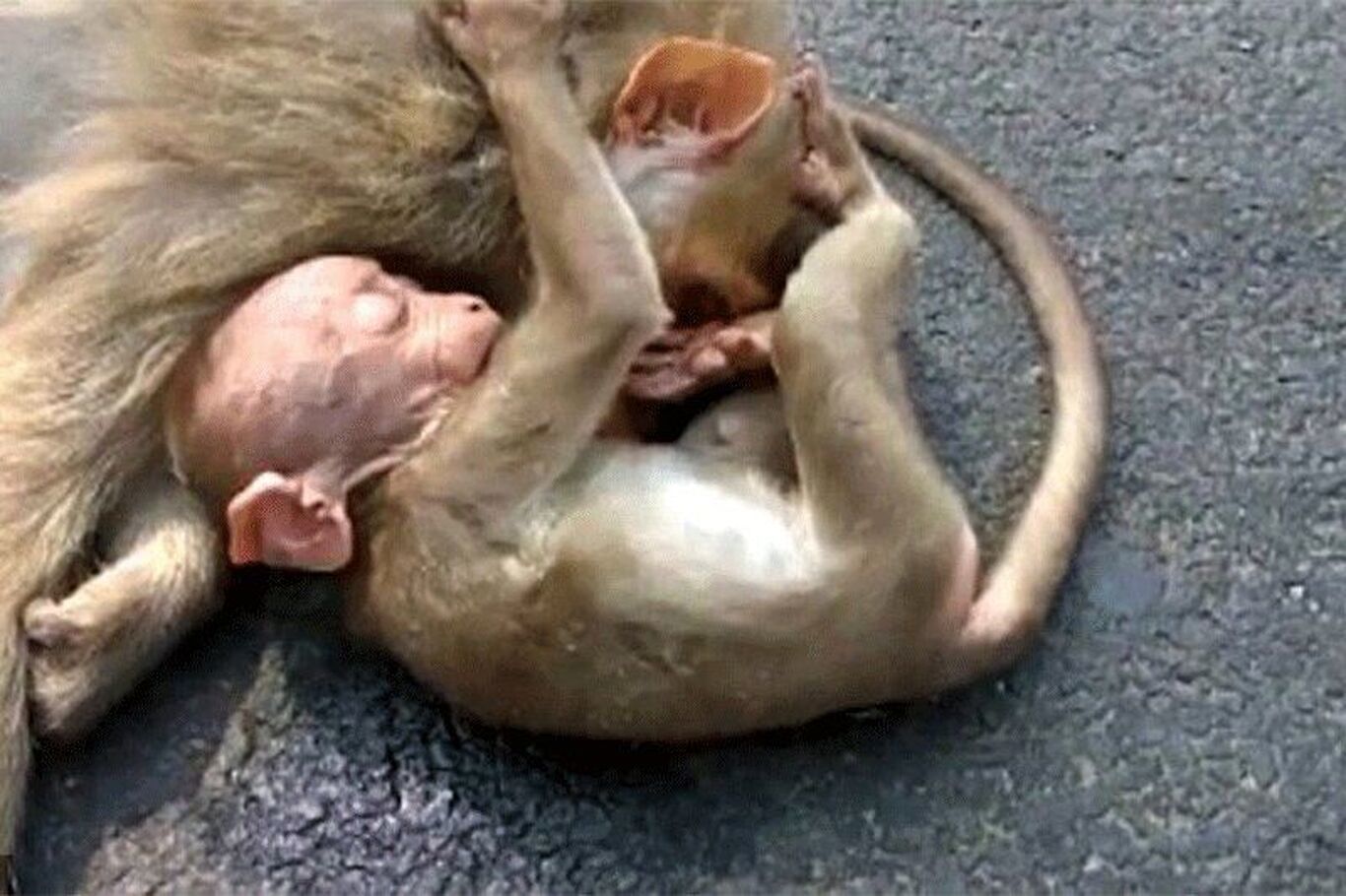 ویدیویی تلخ از گریه بچه میمون بر پیکر مادر مرده‌اش
