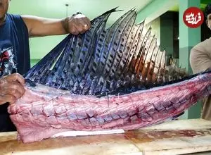 ببینید| غذای خیابانی در سریلانکا؛ کباب کردن بادبان ماهی در کلمبو