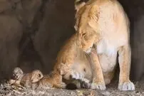 (ویدئو) اولین روز زندگی بچه شیرها این گونه می گذرد