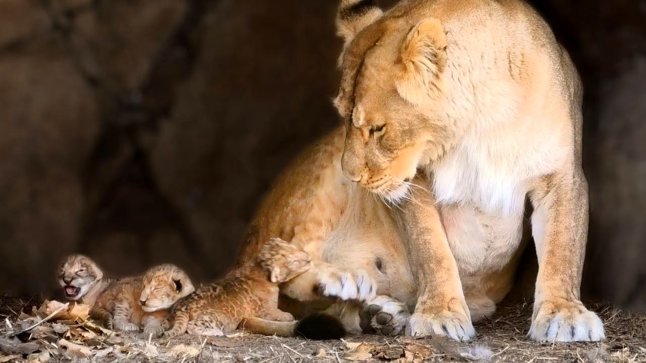 (ویدئو) اولین روز زندگی بچه شیرها این گونه می گذرد
