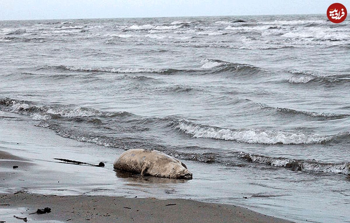 واکنش نگران کننده سازمان نقشه برداری به خشک شدن دریای خزر