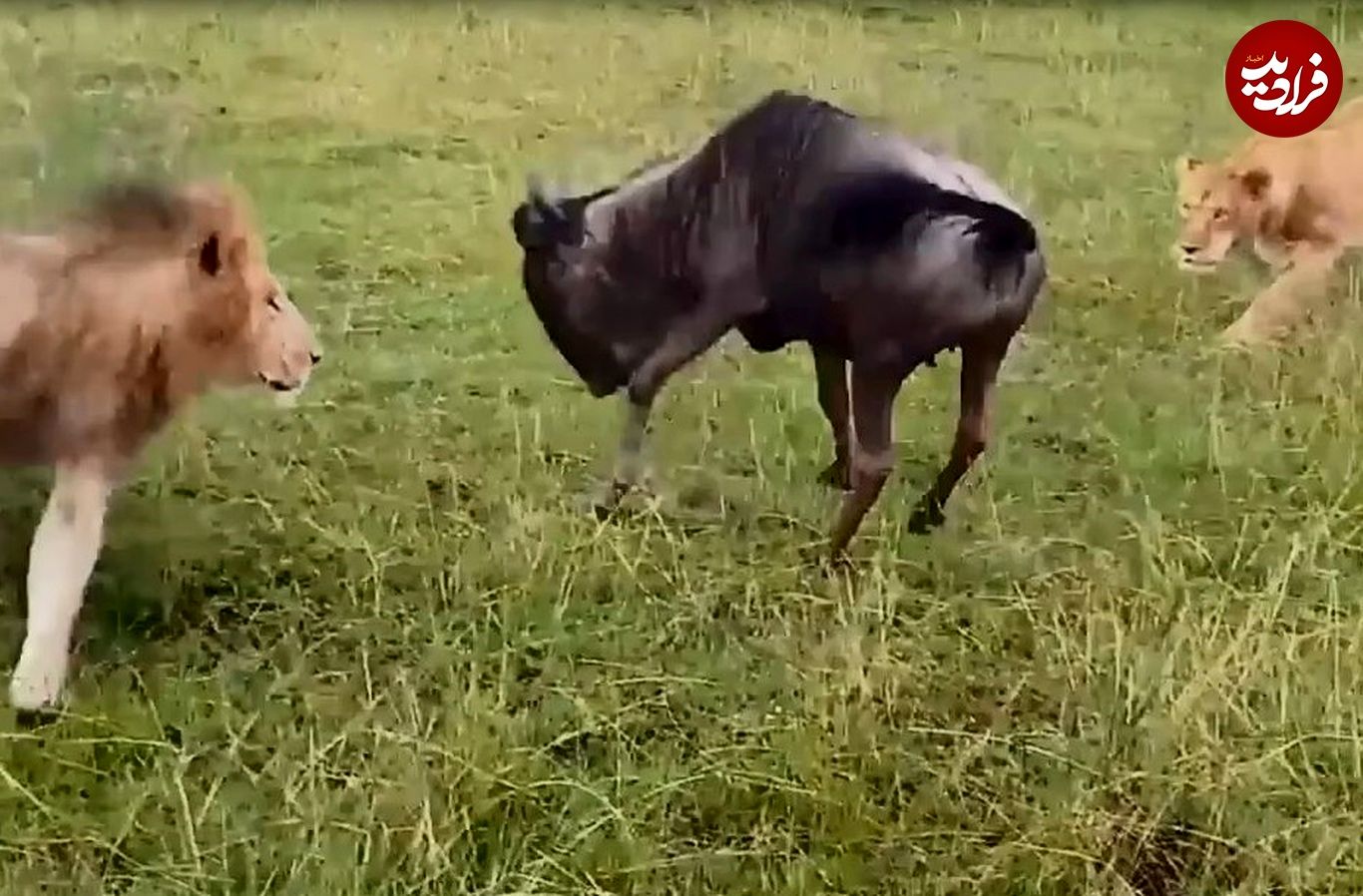 (ویدئو) مبارزه احمقانه کل یالدار با دو شیر به قیمت جان‌اش تمام شد!