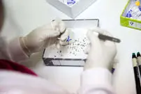 مصونیت در برابر کرونا با "تب دنگی"