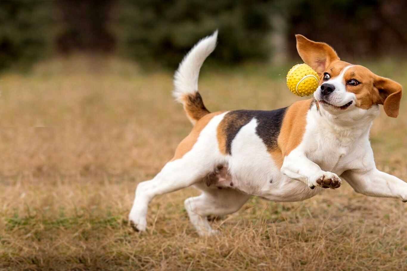 (ویدئو) مهارت فوق العاده این سگ در بازی با توپ