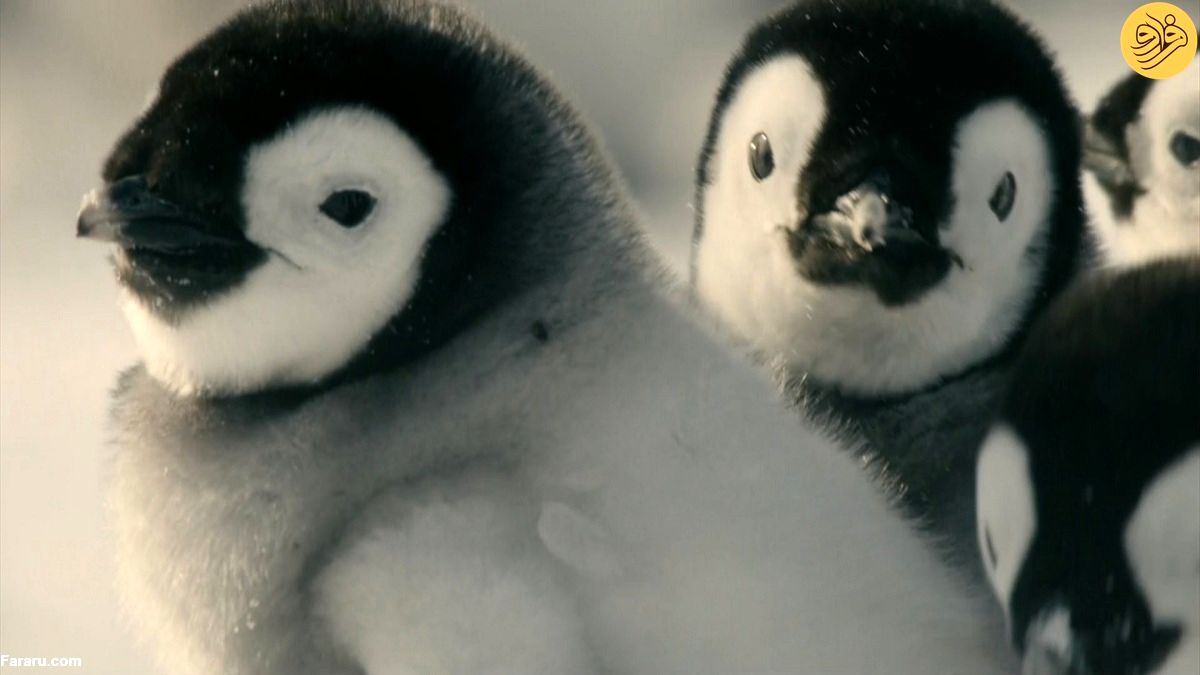 (ویدئو) آب شدن یخ‌های قطب جنوب و آینده در خطر پنگوئن‌های امپراتور
