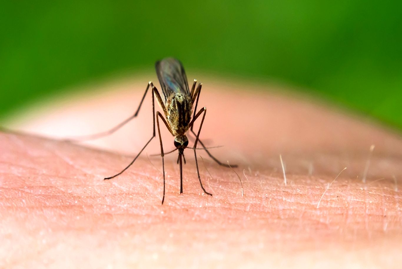 ۷دلیلی که پشه‌ها به شما حمله می‌کنند