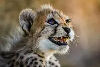 یک هشدار جدی درباره بچه یوز ایرانی؛ پیروز را در طبیعت رها نکنید!