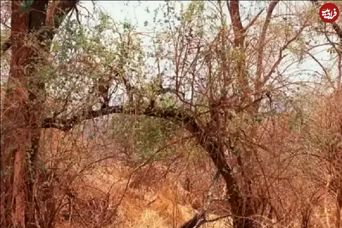 معمای توهم نوری؛ چیزی در این تصویر به شما خیره شده!