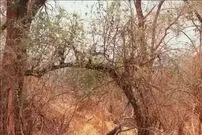 معمای توهم نوری؛ چیزی در این تصویر به شما خیره شده!