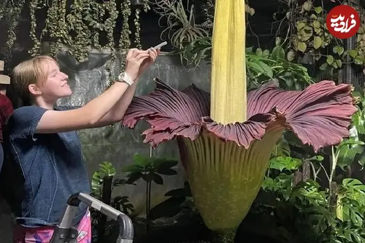 ببینید| ازدحام جمعیت برای عطر مرگ