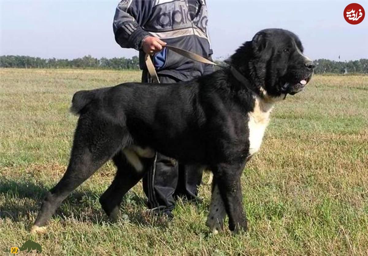 (تصاویر) «سگ سرابی»؛ قوی‌ترین سگ ایران که آمریکایی‌ها عاشق آن هستند