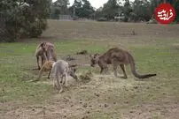 (ویدئو) دعوای باورنکردنی شترمرغ و کانگوروها؛ وقتی قلدری کانگورو گل می‌کند!