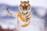 (ویدئو) ترس و وحشت ببر از پرنده در حال پرواز