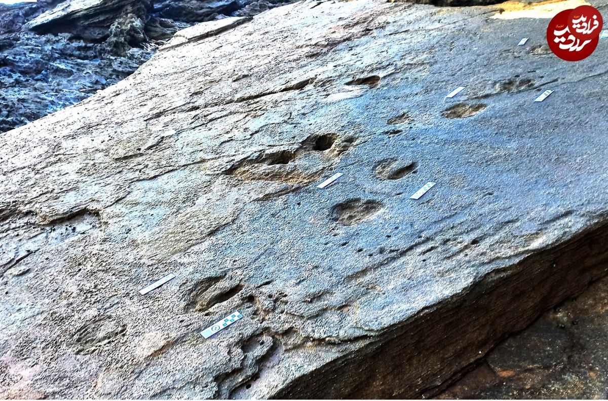 کشف ردپای گورخرهای باستانی غول‌پیکر در آفریقای جنوبی