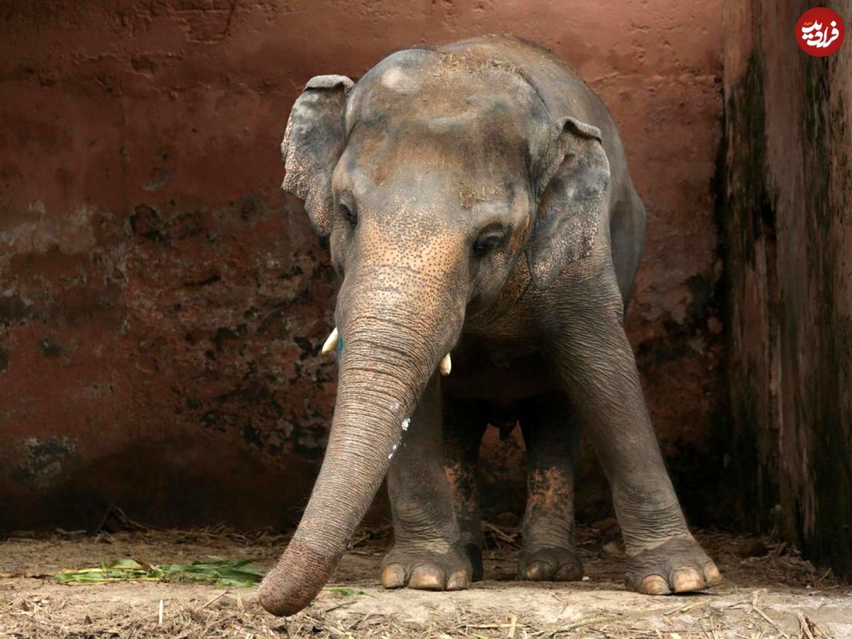 تنهاترین فیل دنیا در پاکستان