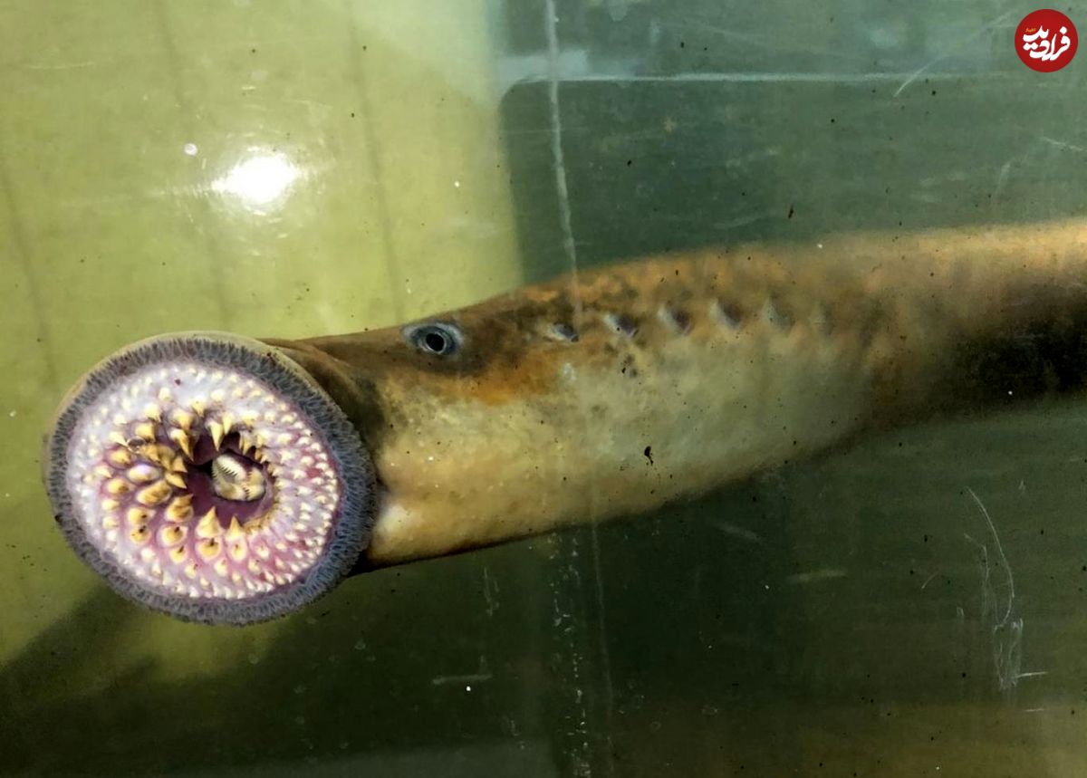 تخم‌ریزی ماهی خون‌آشام در اقیانوس اطلس
