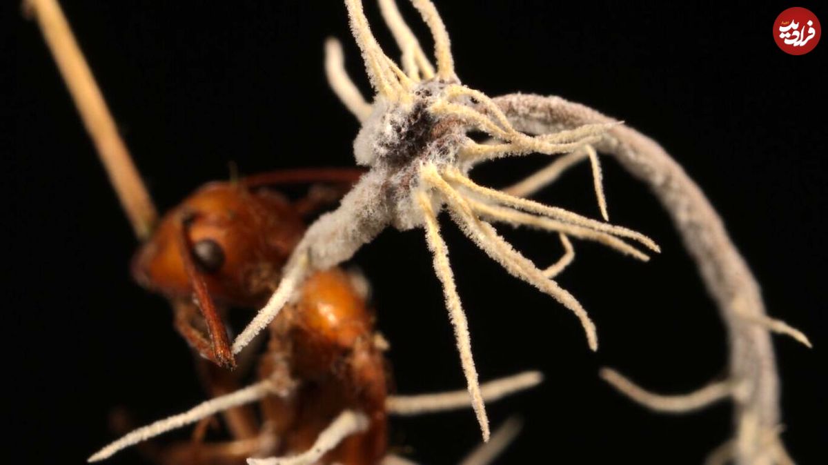 کشف تازه و شگفت‌انگیز دربارۀ «مورچه‌های زامبی»