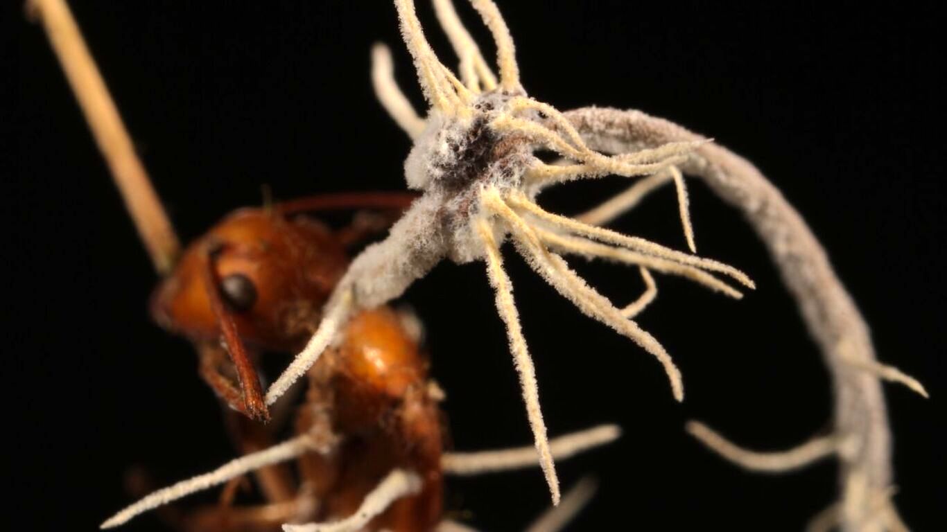 کشف تازه و شگفت‌انگیز دربارۀ «مورچه‌های زامبی»