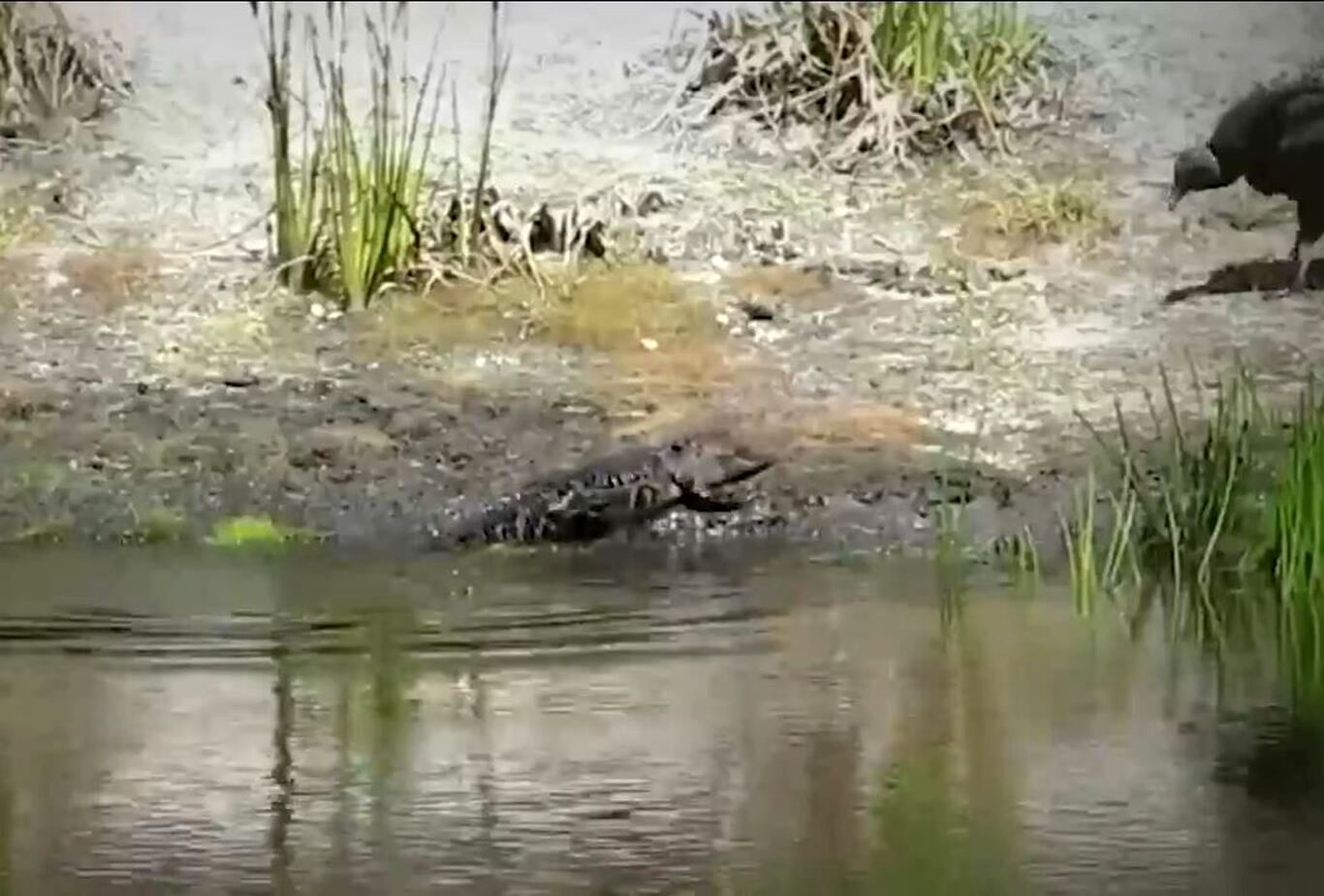 (ویدئو) اولین تجربه شکار توله تمساح در برابر کرکس سیاه