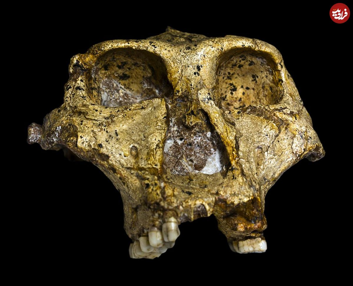 اجداد دو میلیون ساله انسان در آفریقا