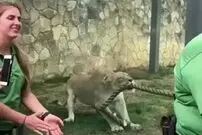 (ویدئو) مسابقه دیدنی طنابکشی چند مرد جوان با شیر ماده