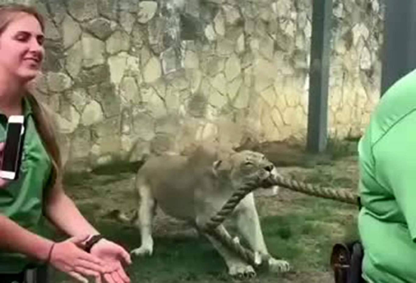 (ویدئو) مسابقه دیدنی طنابکشی چند مرد جوان با شیر ماده