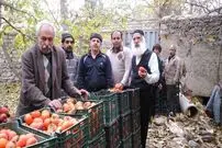 چرا اهالی کن به خرمالو می‌گویند خربندی؟