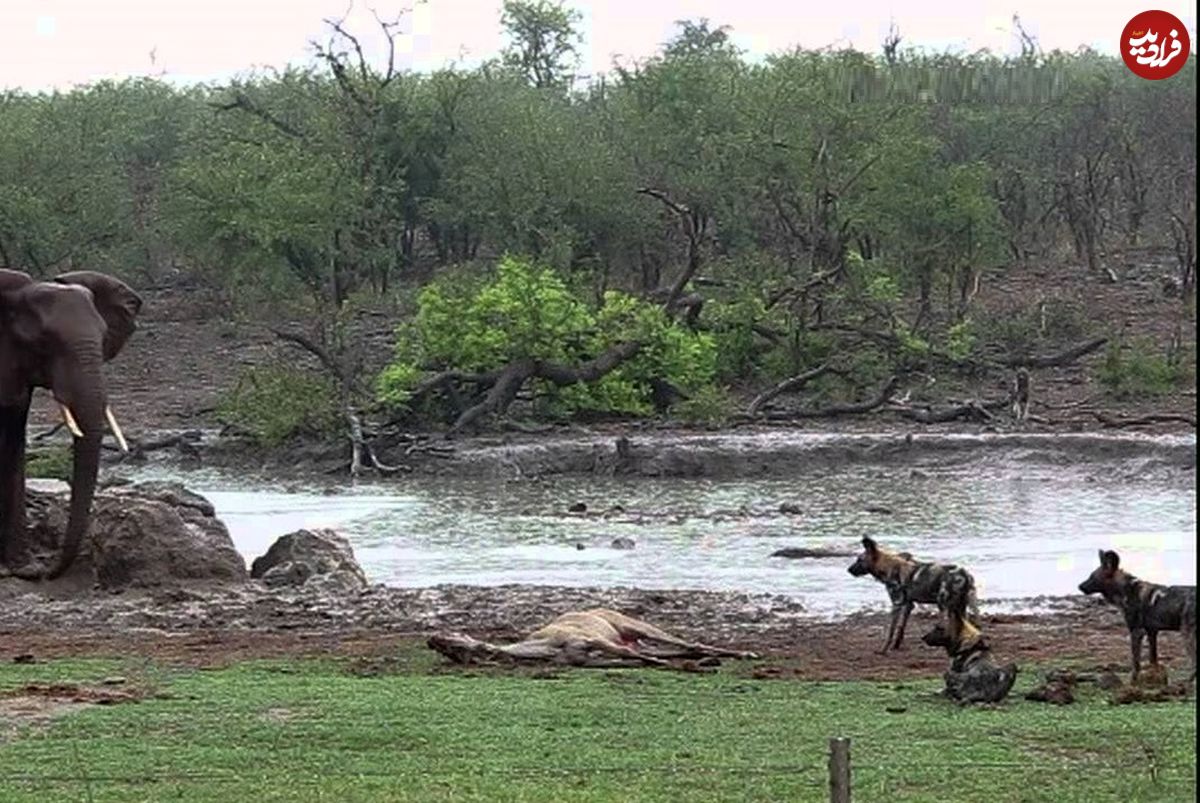(ویدئو) گله سگ‌های وحشی، گوزن بزرگ کودو را زنده زنده خوردند!