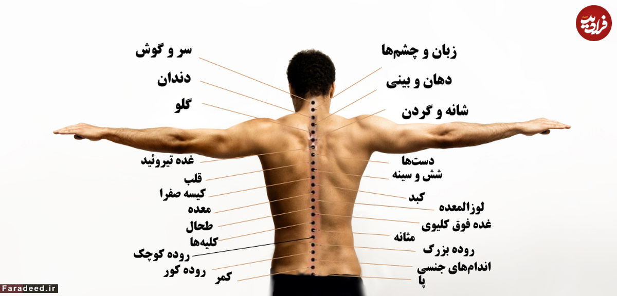 راز بزرگ در پشت بدن انسان