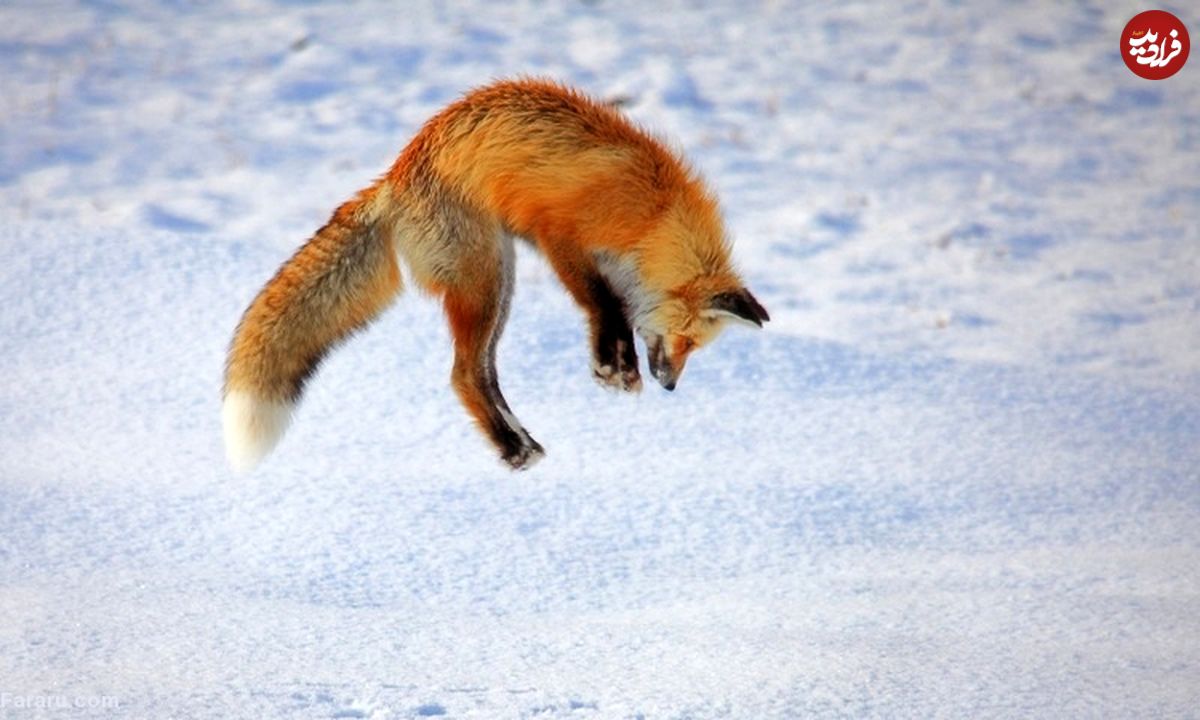 (ویدئو) ترفند خارق العاده روباه قرمز برای شکار در زمستان!