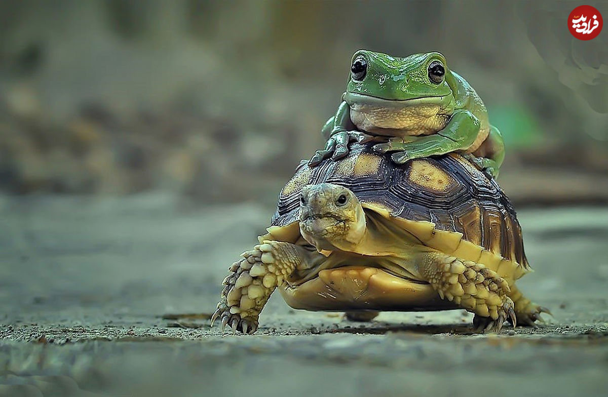 تصاویر/ سواری گرفتن قورباغه از لاک‌پشت!
