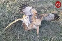 (ویدئو) نبرد نادر جغد و شاهین در لانه بر سر جوجه شاهین!