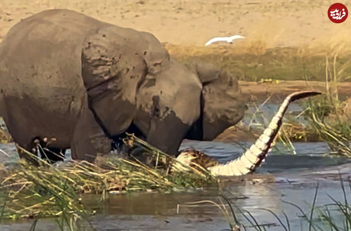 (ویدئو) یک اتفاق باورنکردنی؛ فیل عظیم الجثه، تمساح را کشت!