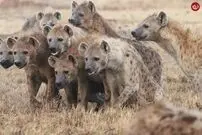 (ویدئو) کل یالدار بدشانس در دام کفتارهای گرسنه افتاد!