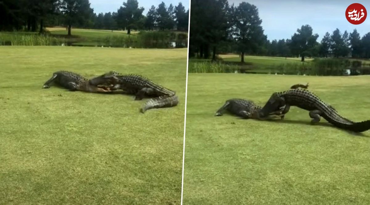 (ویدئو) جدال سهمگین دو تمساح غول‌پیکر در زمین گلف!