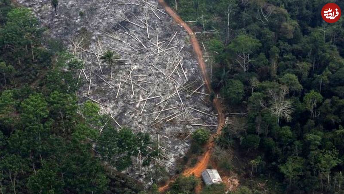 تخریب جنگل‌های آمازون؛ آسیب به ریه کره زمین