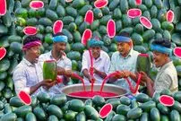 (ویدئو) نحوه تهیه هندوانه بستنی سنتی به روش 5 آشپز روستایی مشهور هندی