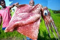 ببینید| غذای روستایی در هند؛ پخت خوراک سنتی با ماهی مرکب بزرگ در طبیعت