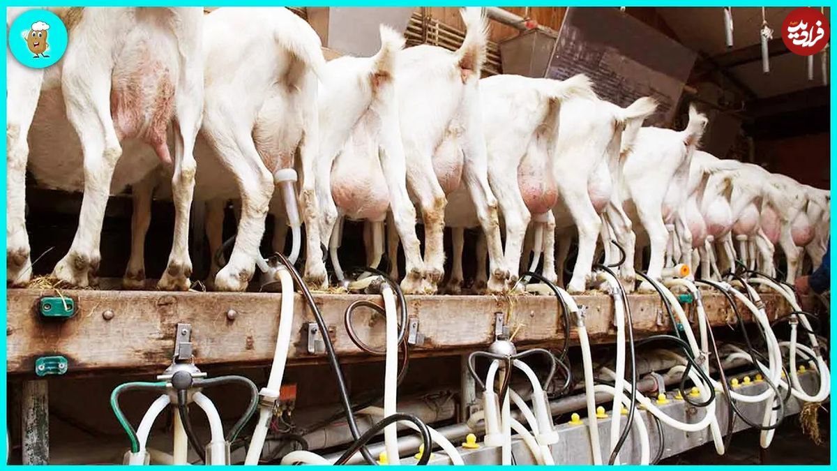 (ویدئو) عملیات پرورش، شیر دوشی و فرآوری شیر هزاران بز در کارخانه