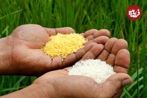 «برنج طلایی» چیست و چرا جنجال‌برانگیز شده است؟