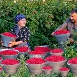 ببینید| غذای روستایی در آذربایجان؛ برداشت تمشک از مزرعه و تهیه مربا و کیک با آن