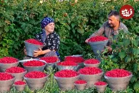 ببینید| غذای روستایی در آذربایجان؛ برداشت تمشک از مزرعه و تهیه مربا و کیک با آن