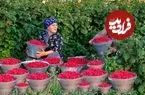 ببینید| غذای روستایی در آذربایجان؛ برداشت تمشک از مزرعه و تهیه مربا و کیک با آن