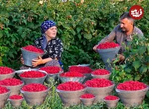 ببینید| غذای روستایی در آذربایجان؛ برداشت تمشک از مزرعه و تهیه مربا و کیک با آن