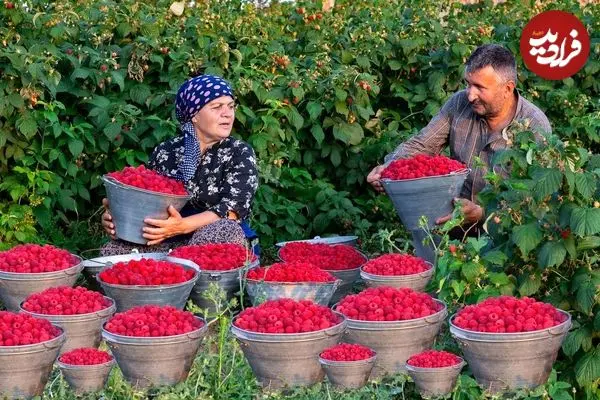 ببینید| غذای روستایی در آذربایجان؛ برداشت تمشک از مزرعه و تهیه مربا و کیک با آن
