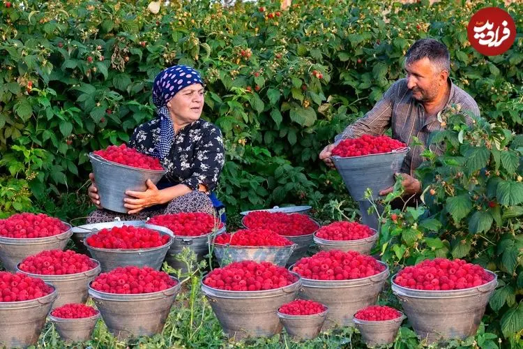 ببینید| غذای روستایی در آذربایجان؛ برداشت تمشک از مزرعه و تهیه مربا و کیک با آن
