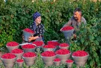 ببینید| غذای روستایی در آذربایجان؛ برداشت تمشک از مزرعه و تهیه مربا و کیک با آن