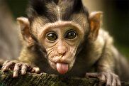 ( ویدیو) فیلمی که میلیون ها بار در شبکه‌های اجتماعی دیده شد؛ نجات بچه میمون ها
