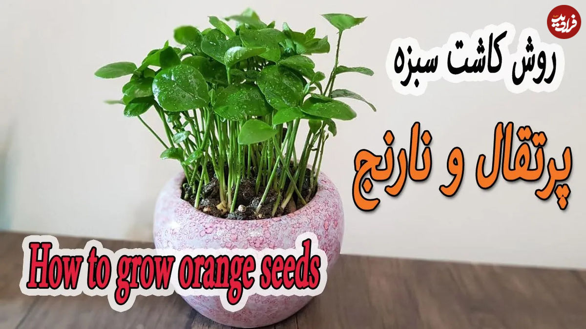  (ویدئو) یک روش ساده برای کاشت سبزه با هسته پرتقال و نارنج برای سفره هفت سین