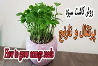  (ویدئو) یک روش ساده برای کاشت سبزه با هسته پرتقال و نارنج برای سفره هفت سین